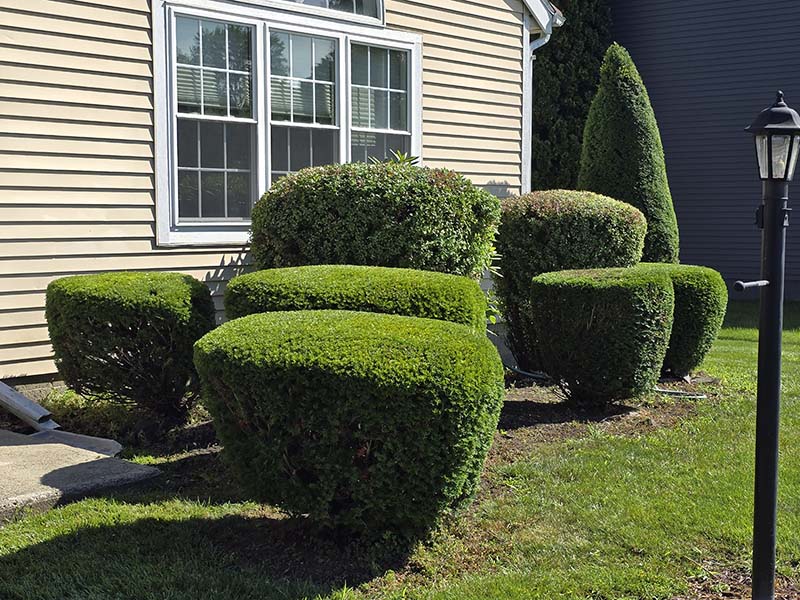 Plant Hedge Trimming Plant Hedge Trimming